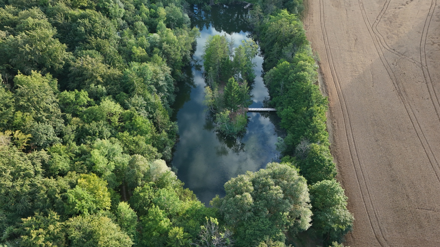 Forêt de pins baignée de lumière au Malekula